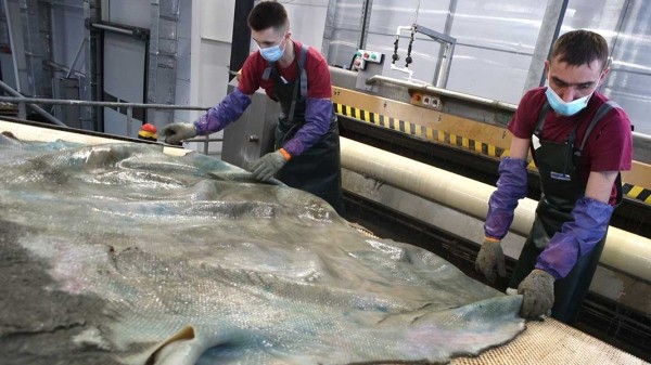 Заринский завод по переработке кожи нарастил выпуск продукции Заринский завод по переработке кожи нарастил выпуск продукции