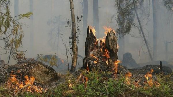 В Алтайском крае подвели итоги первой недели пожароопасного сезона В Алтайском крае подвели итоги первой недели пожароопасного сезона