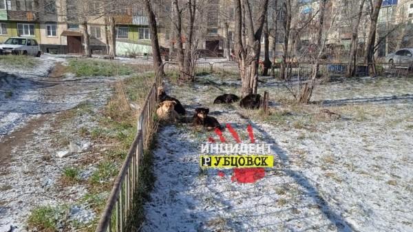 Рубцовчанка пожаловалась на стаю бродячих собак, обитающих рядом со школой №1