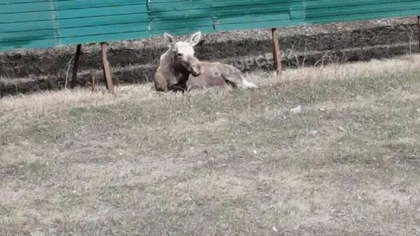 Лосенка со сломанной ногой спасли в барнаульском поселке Лосенка со сломанной ногой спасли в барнаульском поселке