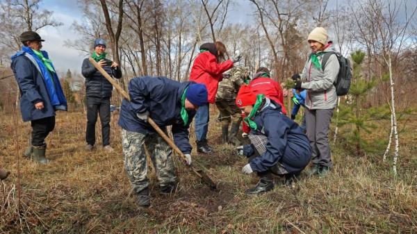 В Алтайском крае высадят порядка 6 тысяч кедров