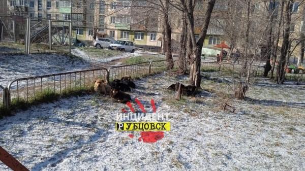 Рубцовчанка пожаловалась на стаю бродячих собак, обитающих рядом со школой №1