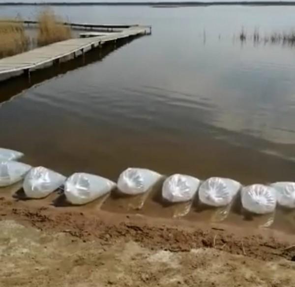 500 тысяч личинок пеляди выпустили в озеро Сикачи 500 тысяч личинок пеляди выпустили в озеро Сикачи