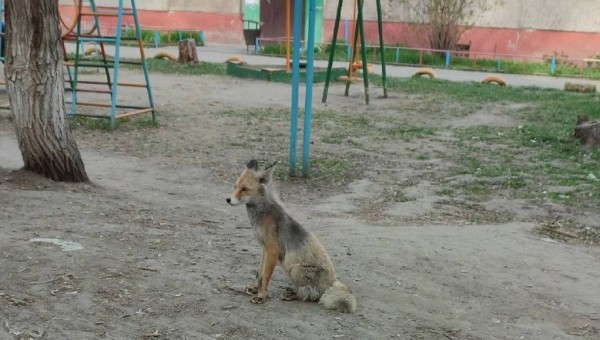 В Барнауле во дворе многоквартирного дома заметили лису В Барнауле во дворе многоквартирного дома заметили лису