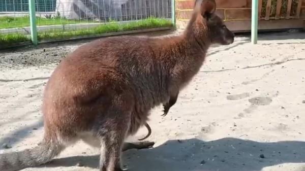 В барнаульском зоопарке пополнение в семействе кенгуру