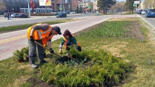 В Барнауле высадили более 1,5 тысячи многолетних растений