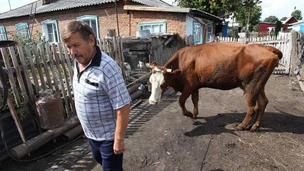 Прививки для коров: начальник управления ветеринарии Алтайского края ответил на актуальные вопросы