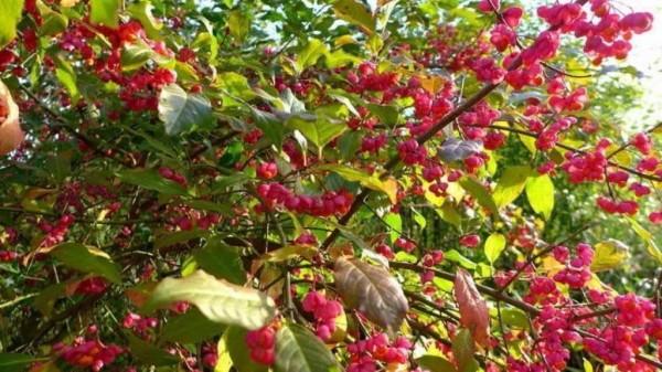 Какие кустарники и деревья растут в Кулундинском дендрарии