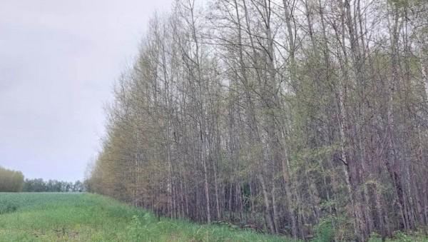 Восстановятся ли деревья после нашествия шелкопряда в Алтайском крае Восстановятся ли деревья после нашествия шелкопряда в Алтайском крае
