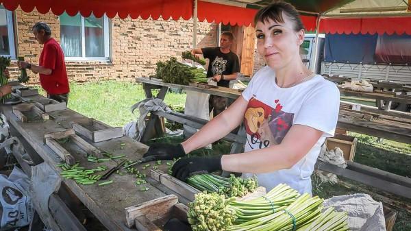 Как семья из Солтонского района занимается заготовкой папоротника