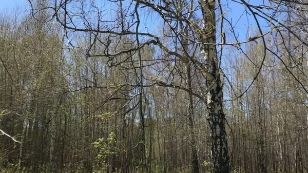 Это очень страшно: в Алтайском крае березы атакованы гусеницами непарного шелкопряда Это очень страшно: в Алтайском крае березы атакованы гусеницами непарного шелкопряда