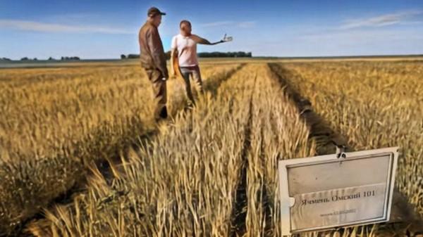 В Алтайском крае построят завод по производству семян В Алтайском крае построят завод по производству семян