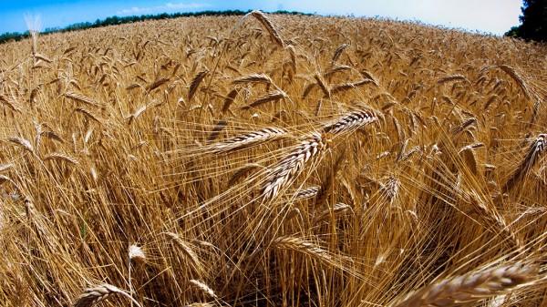 Каков урожай пшеницы в Алтайском крае в 2022 году