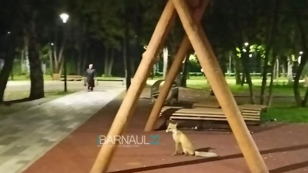 Барнаульцы сфотографировали лисёнка на детской площадке