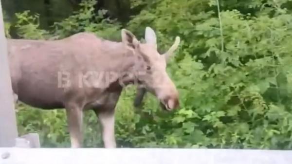 В Барнауле на обочине шоссе встретили огромного лося В Барнауле на обочине шоссе встретили огромного лося