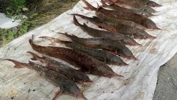 На Оби задержали жителя Барнаула, который ловил краснокнижную стерлядь На Оби задержали жителя Барнаула, который ловил краснокнижную стерлядь