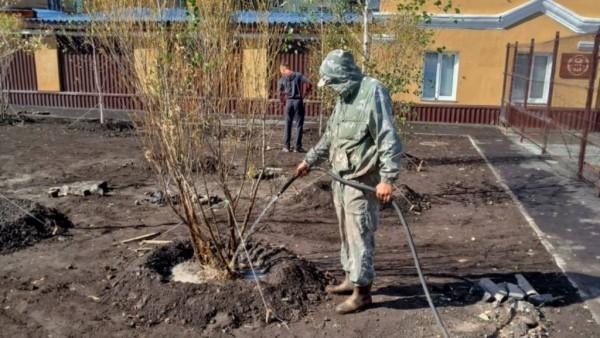 В барнаульском сквере Медиков высаживают сотню деревьев В барнаульском сквере Медиков высаживают сотню деревьев