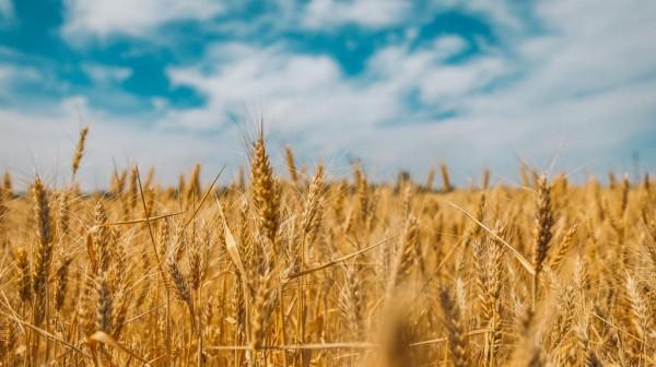 Сергей Серов: В Алтайском крае убрано 80% зерновых культур Сергей Серов: В Алтайском крае убрано 80% зерновых культур