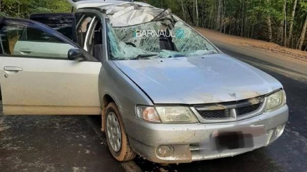 На алтайской трассе насмерть сбили лося