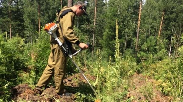 План работ по уходы за лесными культурами в Алтайском крае перевыполнен на 7%