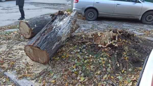В Барнауле устраняют последствия ночного урагана В Барнауле устраняют последствия ночного урагана