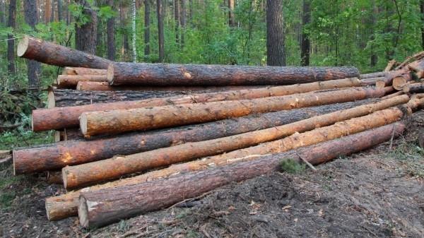 Депутаты предлагают уменьшить очереди за льготной древесиной