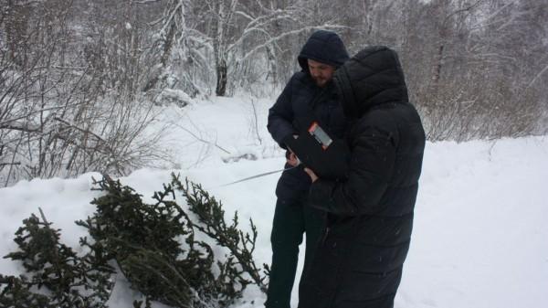 В алтайских лесах проходят рейды против охотников за новогодними елками В алтайских лесах проходят рейды против охотников за новогодними елками