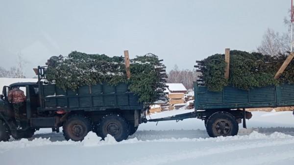 В Алтайском крае задержали первых &laquo;новогодних&raquo; лесорубов