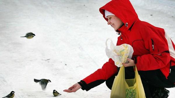Биолог из Барнаула объяснил, чем подкормить птиц в морозы и как помочь им перезимовать