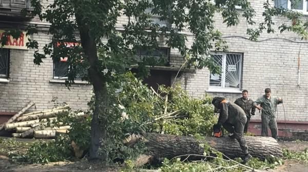 Устал и рухнул. В Барнауле из-за чиновника на прохожего упал тополь и задавил насмерть Устал и рухнул. В Барнауле из-за чиновника на прохожего упал тополь и задавил насмерть