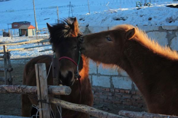 Степь да&nbsp;гэр кругом. Где и&nbsp;как посмотреть на&nbsp;диких лошадей и&nbsp;съесть барана на&nbsp;завтрак в&nbsp;Монголии