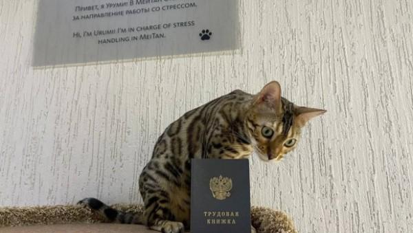 Котосотрудница барнаульской компании отправится покорять Москву
