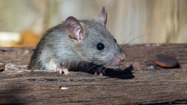 Роспотребнадзор разберется с грызунами в многоквартирном доме в Барнауле Роспотребнадзор разберется с грызунами в многоквартирном доме в Барнауле