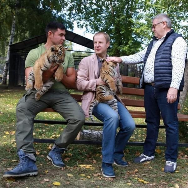 Пасхальное пополнение. В&nbsp;барнаульском зоопарке родились тигрята