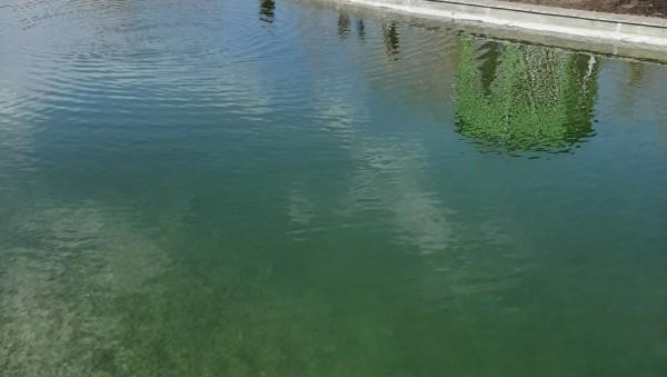 Тайна изумрудного пруда. Владислав Вакаев развеял теории заговора о парковом водоеме Тайна изумрудного пруда. Владислав Вакаев развеял теории заговора о парковом водоеме