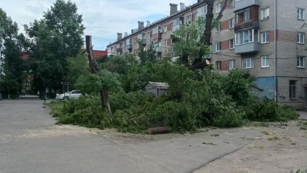 Мэрия предлагает 7 млн рублей за спил старых деревьев во всех районах Барнаула Мэрия предлагает 7 млн рублей за спил старых деревьев во всех районах Барнаула
