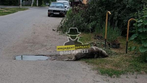 В Барнауле погибшую собаку отказываются убирать с дороги, потому что "по выходным не работаем" В Барнауле погибшую собаку отказываются убирать с дороги, потому что "по выходным не работаем"
