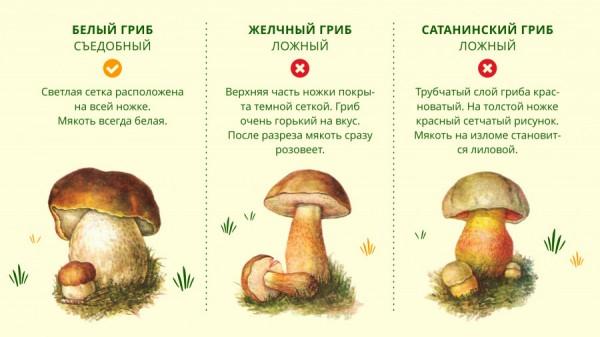 Где найти белые грибы в Алтайском крае и как их правильно собирать