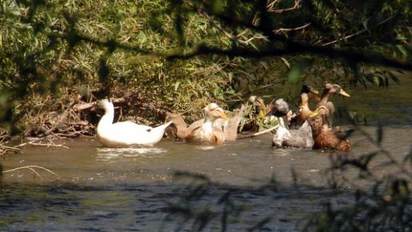 Дерматолог рассказала, в каких водоемах строго запрещено купаться и почему