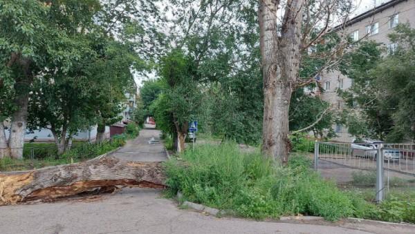 Дерево упало на дорогу в Барнауле 