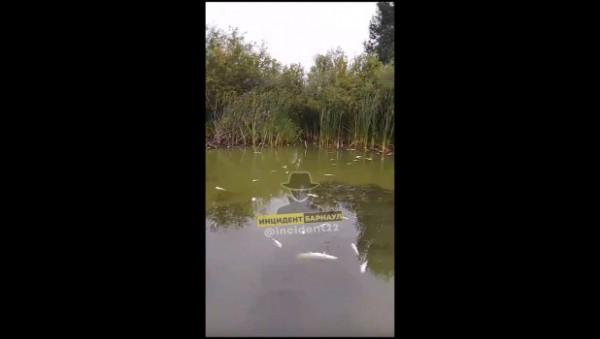 О массовой гибели рыбы в одном из озер сообщили в Алтайском крае О массовой гибели рыбы в одном из озер сообщили в Алтайском крае