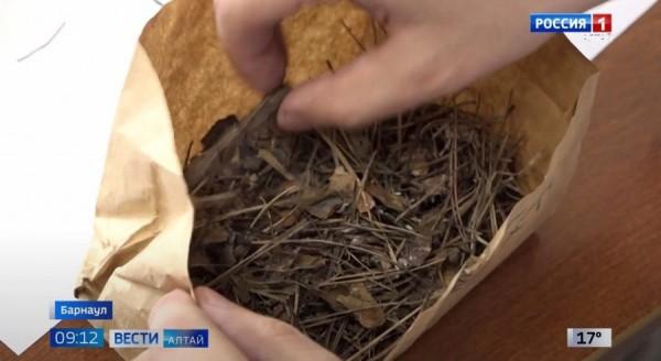 Алтайские ученые выявили пожароопасные участки сосновых боров Алтайские ученые выявили пожароопасные участки сосновых боров